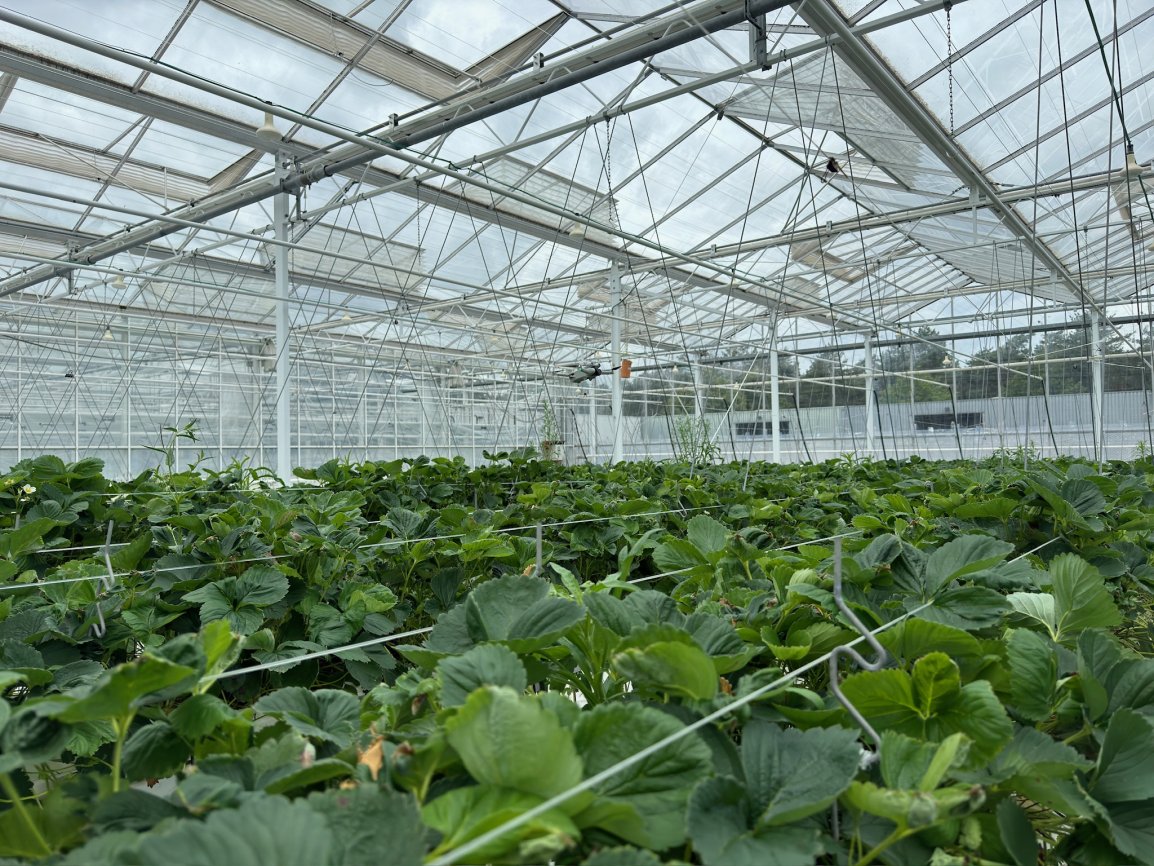 Aerolytics AI oplossingen voor serres