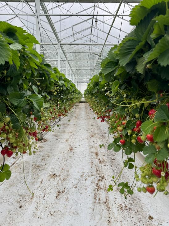 Aerolytics aardbei gewassen